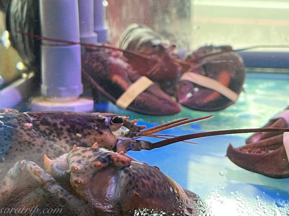 中原夜市美食推薦|上官木桶鍋高品質極鮮食材海陸火鍋中壢火鍋推薦 - 第7張圖